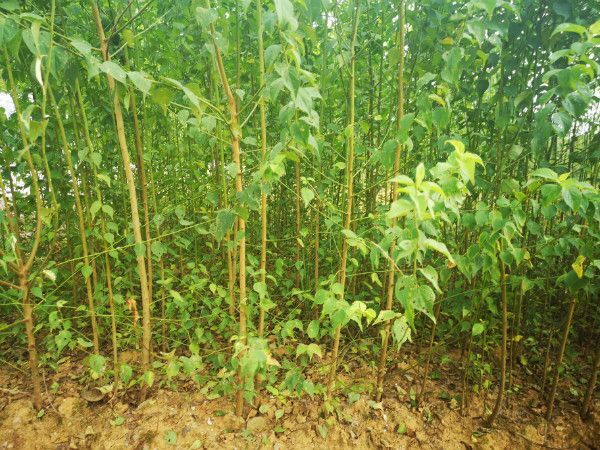 绍兴青梅树苗 青梅实生苗，酸梅树实生苗籽播苗，浙江基地现挖发苗提根好