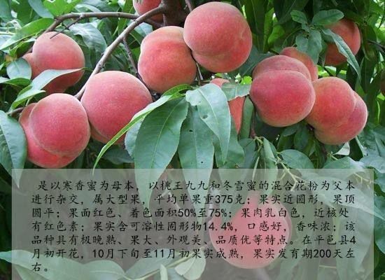 平邑县春晓桃树苗  【有好货】下单基地现挖发货根系发达保湿！包品种！成活率高！