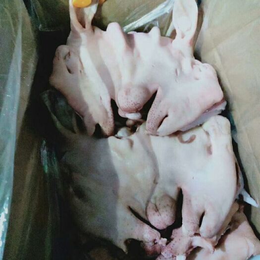 中牟县羊头 白羊脸