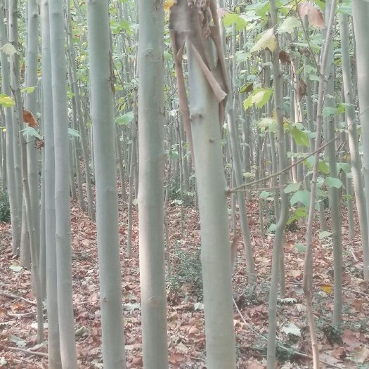 鄢陵县法国桐树 征地拆迁急处理法桐2000棵，给钱就卖