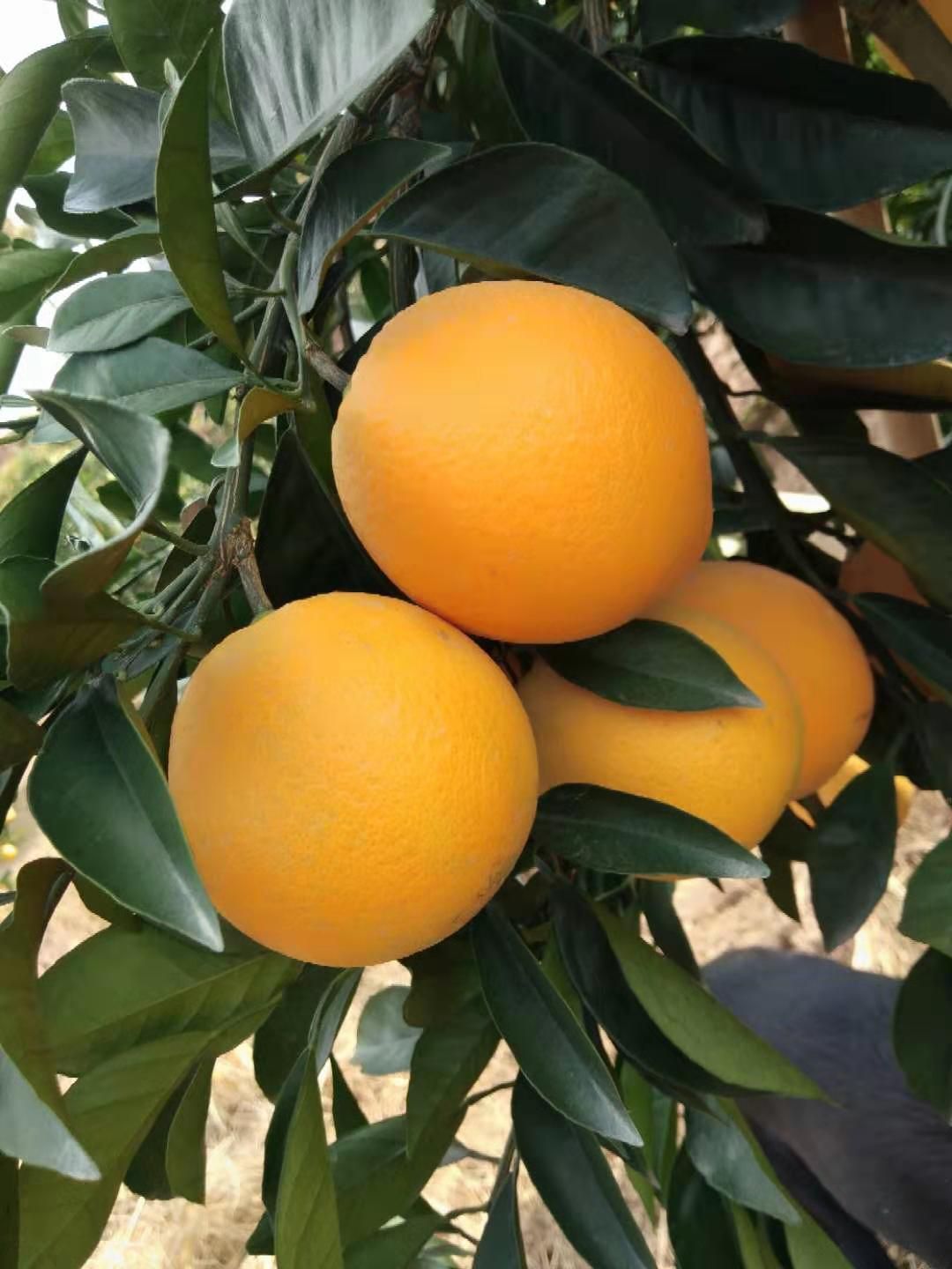 正宗赣南脐橙，甜过初恋！现摘现发，补充VC好营养！