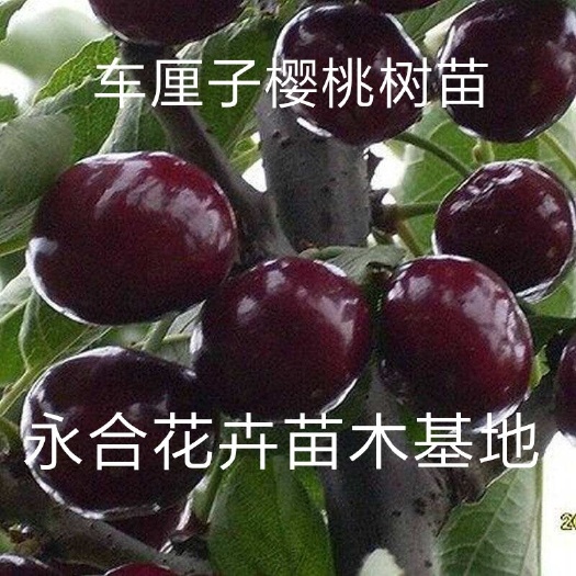 平邑县美国一号樱桃苗 车厘子樱桃树苗，好吃宜栽，现挖现发货。|1至5年苗都有。