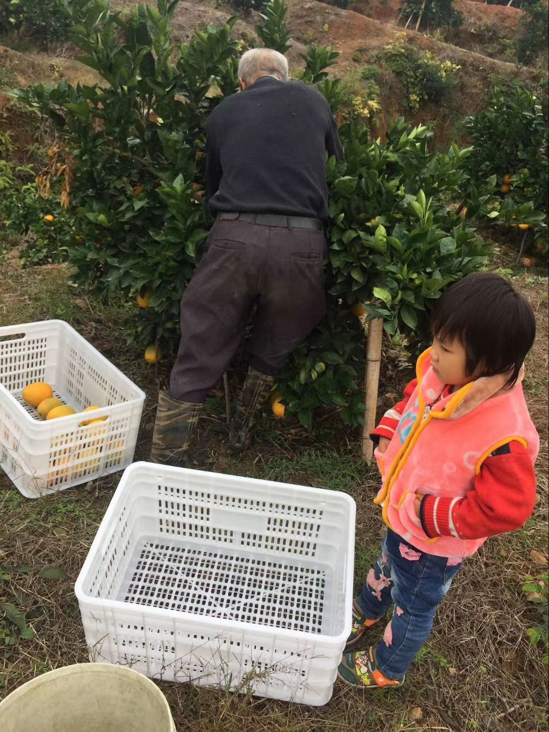 正宗赣南脐橙，甜过初恋！现摘现发，补充VC好营养！