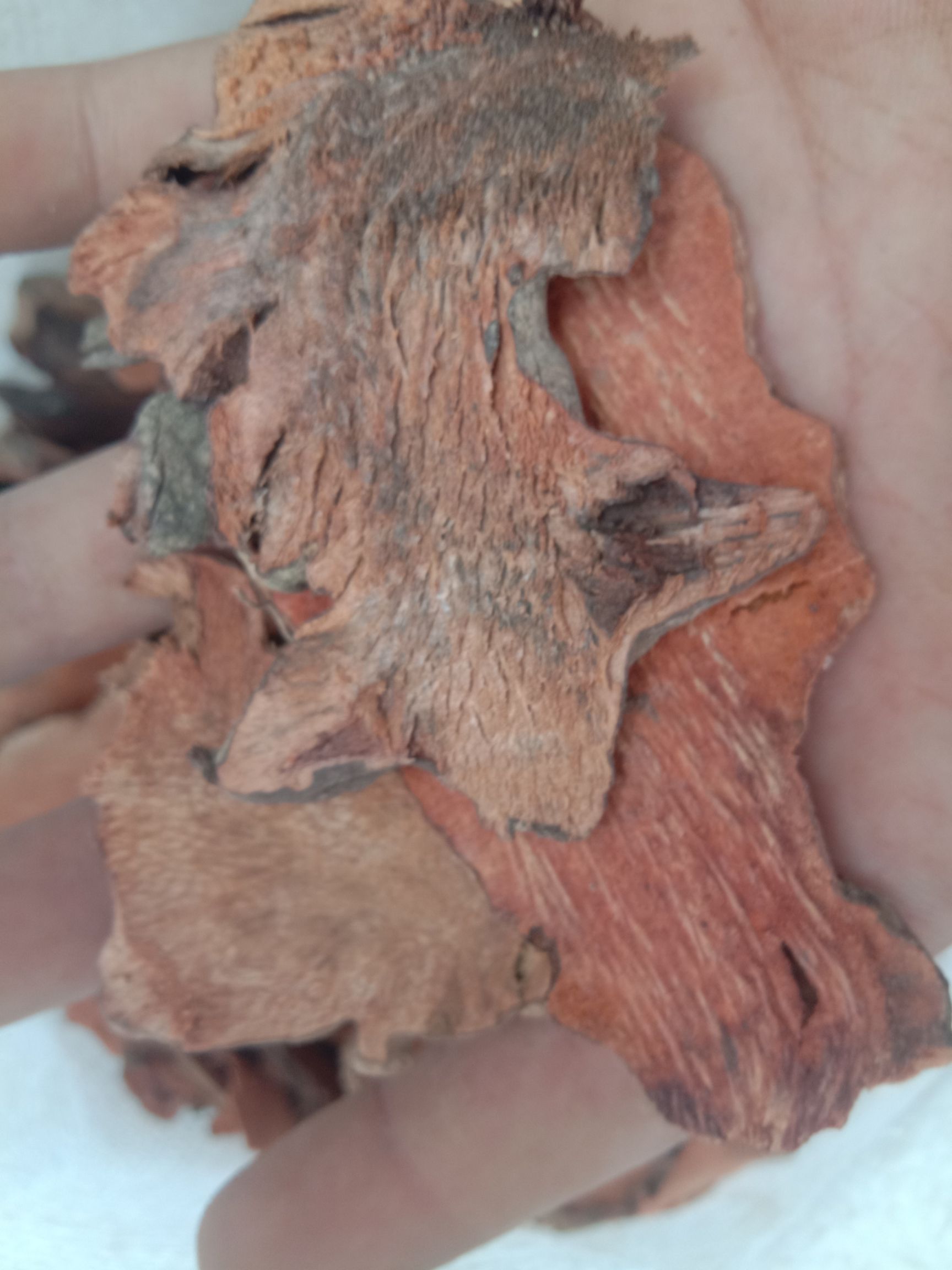 菝葜，金刚藤，金刚刺