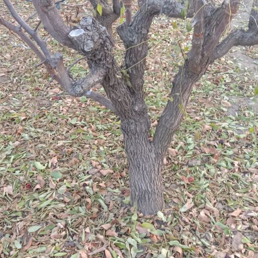 滨州冬枣树苗