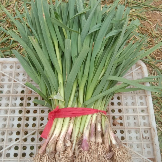 安阳县红头蒜苗 50 - 60cm