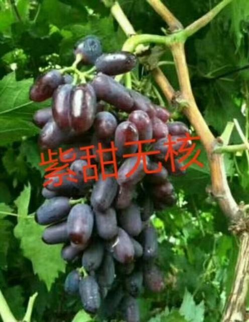 绥中县冰葡萄苗 出售自家嫁接优质葡萄种苗