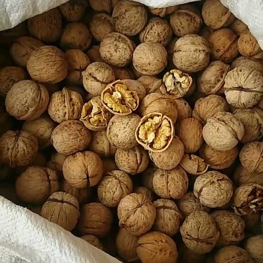 临县 父母种的核桃