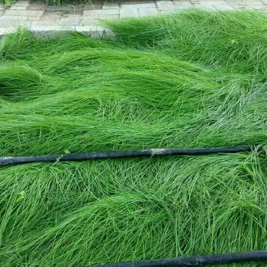 “真假”鼠茅草，怎样辨别？鼠茅草种子