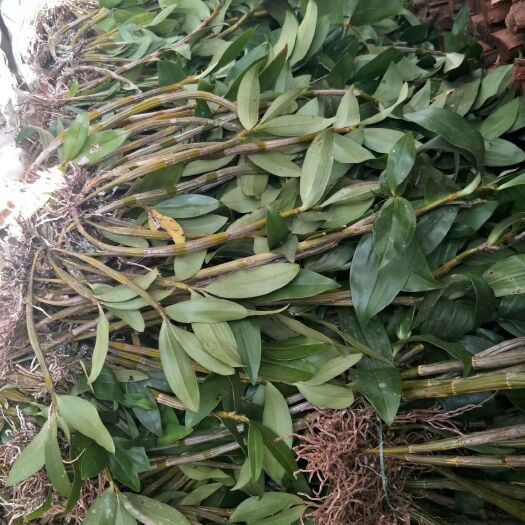江城县球花石斛鲜货带根带叶产地批发零售
