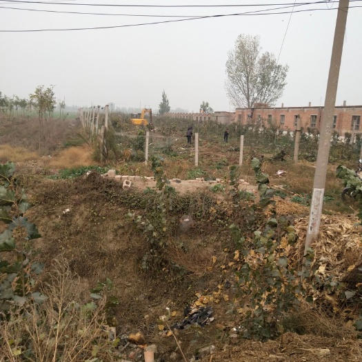 辉县市红玉苹果树苗 梨树，桃树，各种果树供应