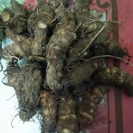 启东市崇明香芋 1cm以上