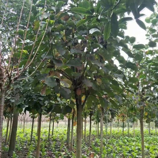 成都 米径10到12公分的白玉兰，成都苗圃基地大量供货，欢迎咨询选