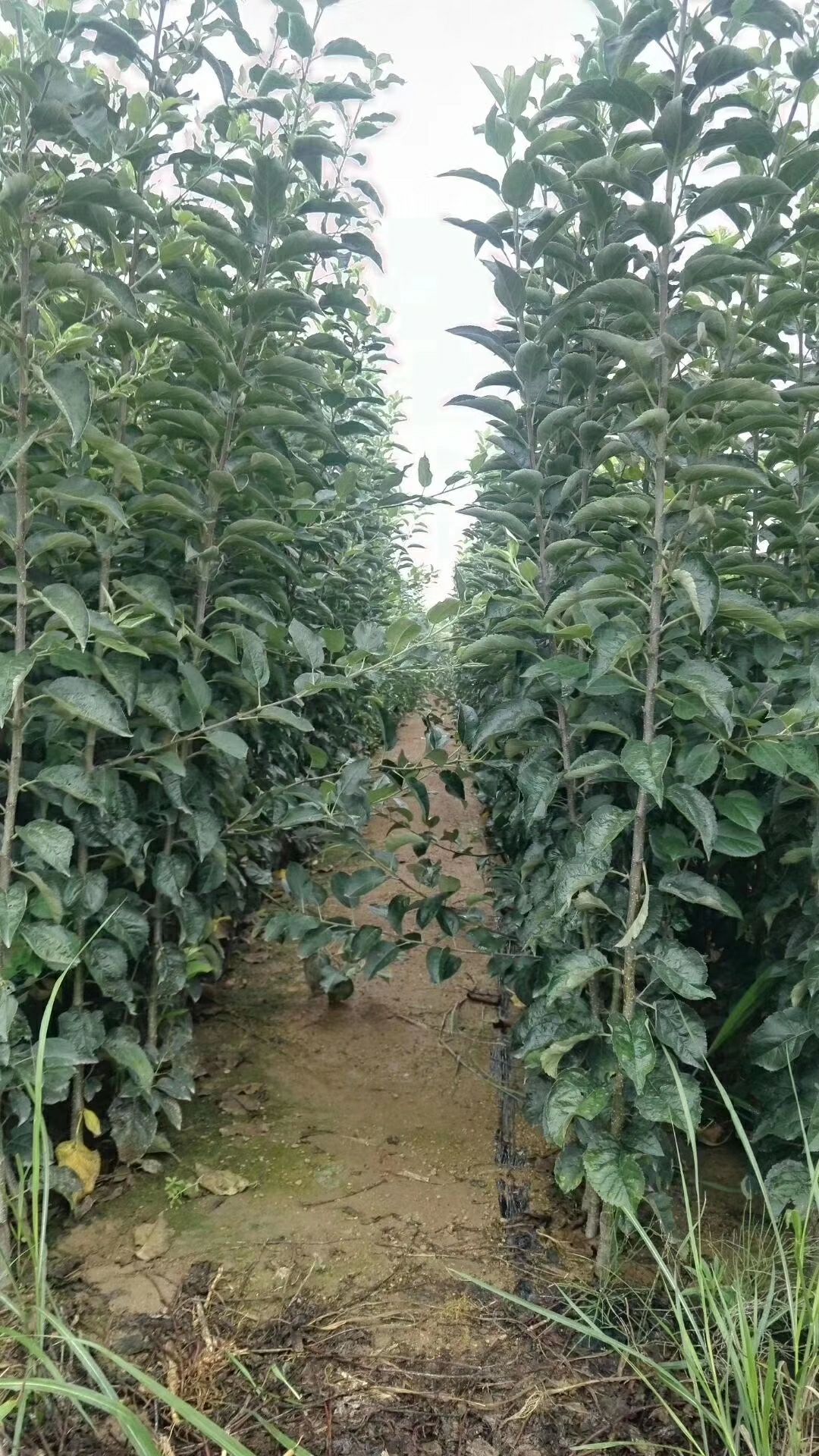 苹果苗 新品种苹果苗 1-5公分苹果树苗 早熟晚熟苹果苗