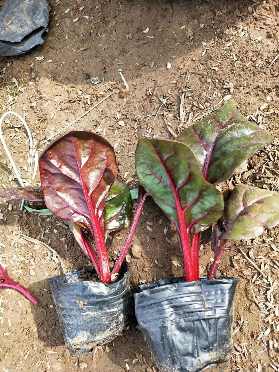 优质冬季草花红叶甜菜