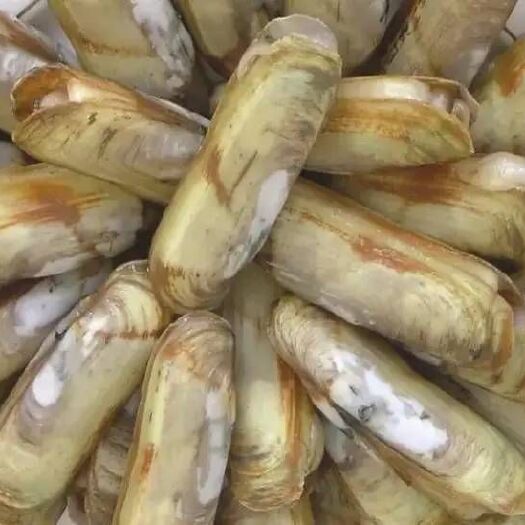 连云港当年蛏子，认准黄壳双头蛏，一斤30个左右大小都有，