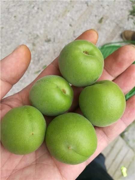绍兴 地径3至5公分已挂果青梅树苗酸梅树苗，包品种包挂果