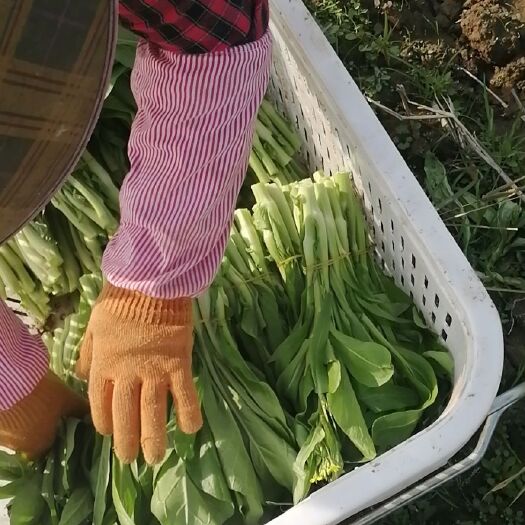 安乡县 大量菜苔