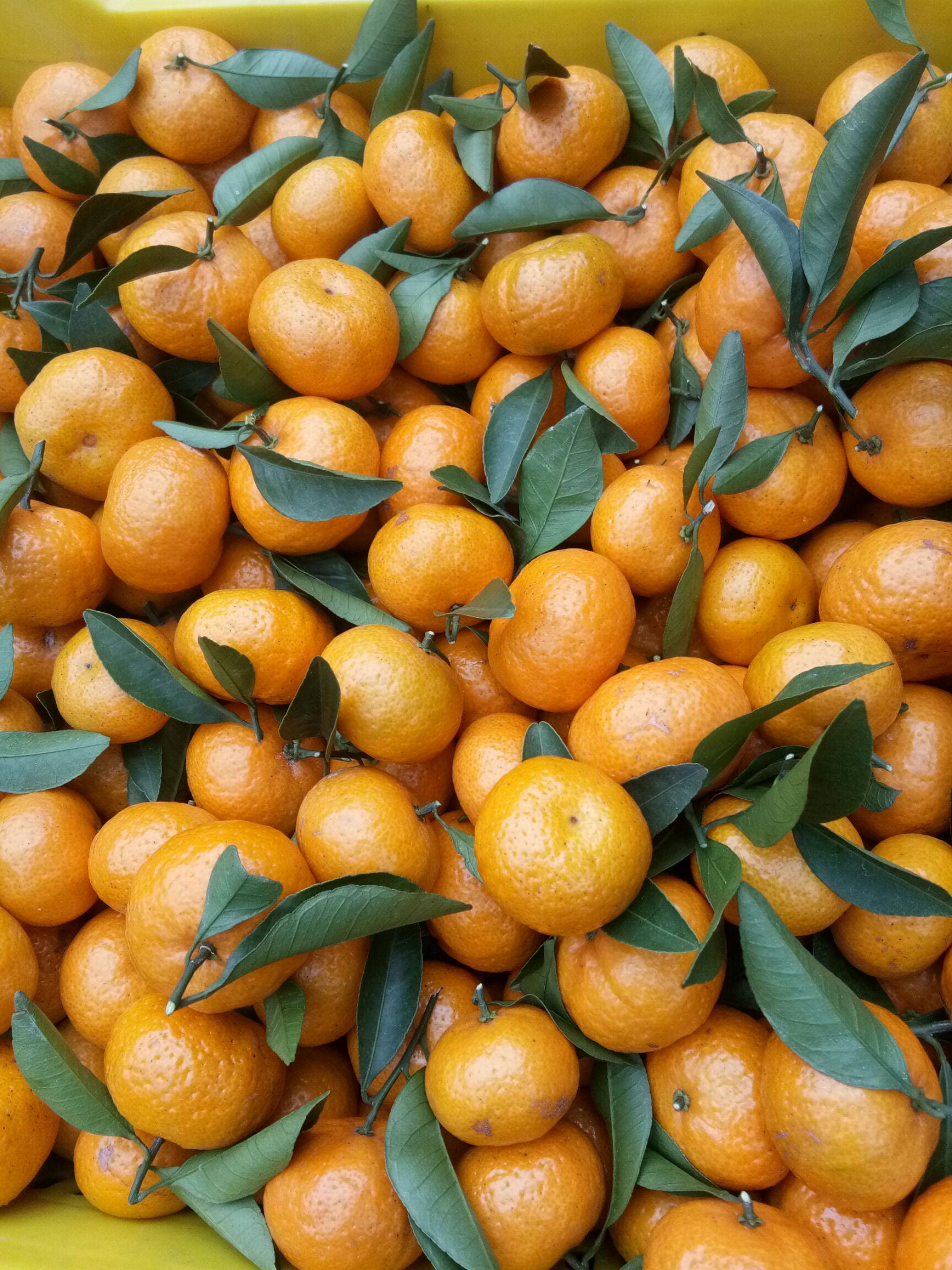 臭皮柑 3.5 - 4cm 1 - 1.5两