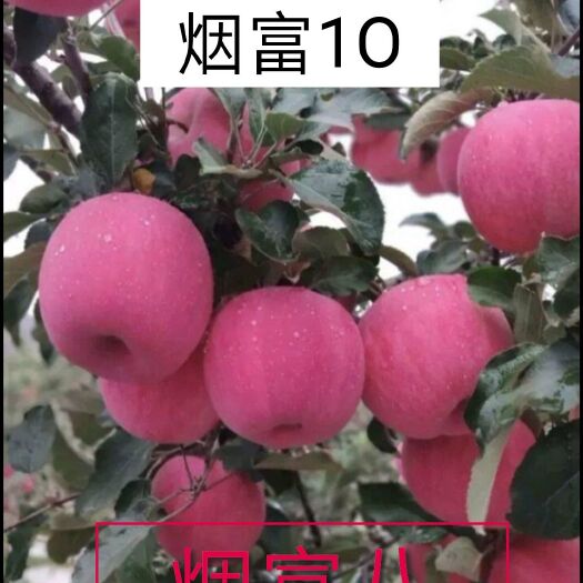 平邑县烟富10苹果苗  延富士苹

烟富十苹果苗，烟富八苹果苗，基地发货，现挖现发，