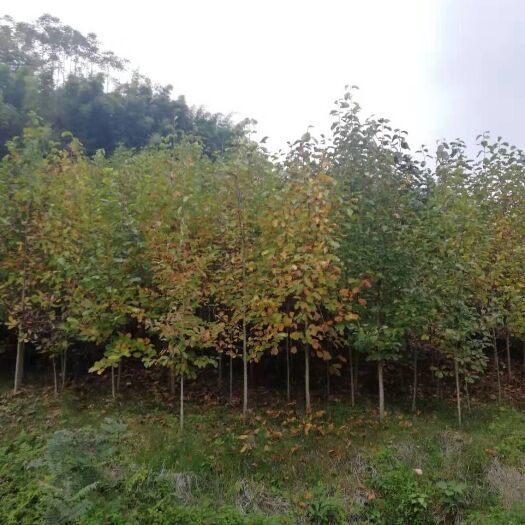 成都 3到8公分的白玉兰小苗，成都苗圃基地大量供货，欢迎咨询选购。