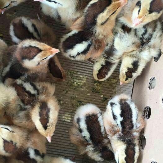 南宁红瑶鸡苗 母