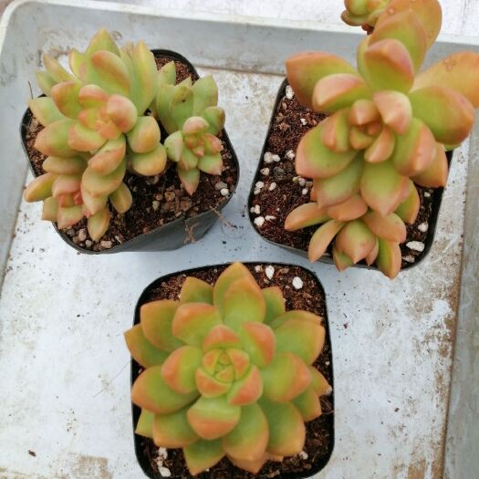 安顺 黄丽小老桩