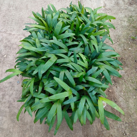 造型假槟榔树 紫花假槟榔种苗园林绿化树苗