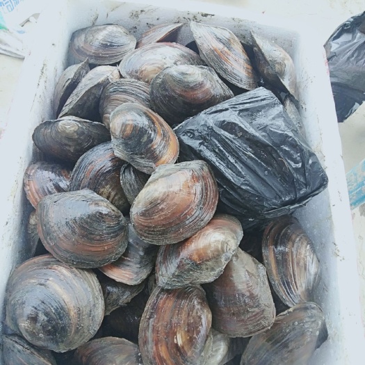 湖北珍珠蚌普通圆蚌肉质鲜美冷冻蚌肉大量供应价廉物美