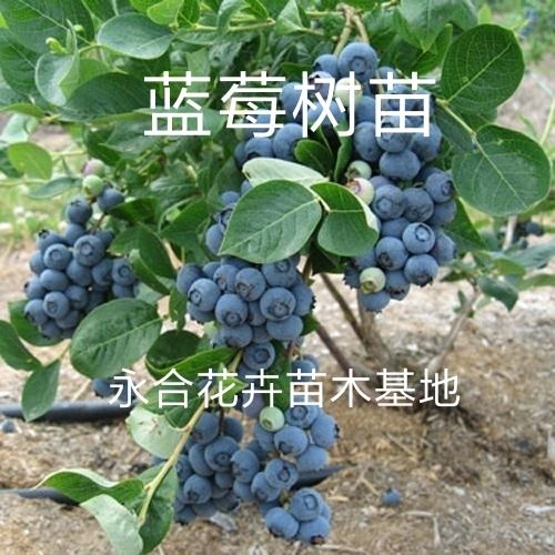平邑县高从蓝莓苗 南高丛蓝莓树苗，北高丛蓝莓树苗好几个品种现挖现发货。特甜特脆