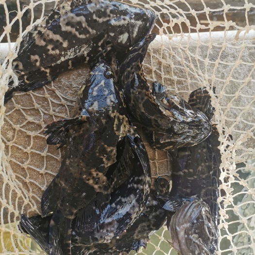 珍珠龙胆石斑鱼 长期供应珍珠龙胆、大龙胆、青斑鱼