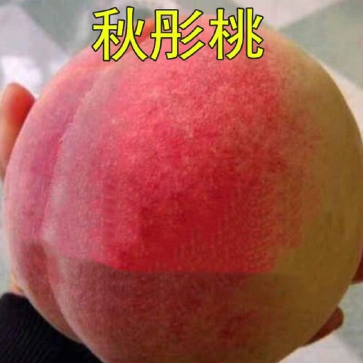 平邑县 秋彤桃树苗是农科院专家新研发的桃树中的新品种产量大销量广