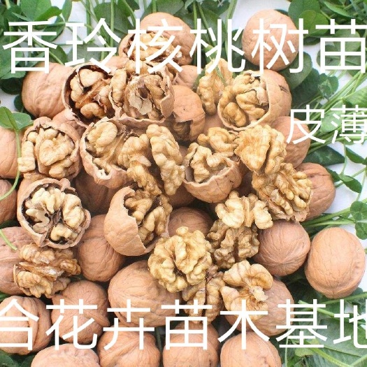 平邑县香玲核桃苗 香玲核桃树苗，现挖现发，诚信经营。营养素高，吃了大脑发达，