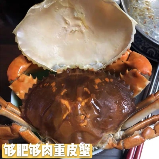 珠海 鲜活青蟹 重皮蟹 重壳蟹 肉质鲜甜  可零售可批发