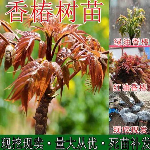 平邑县 香椿苗红油香椿当年采摘包成活保纯度死苗补发香椿中的佳品