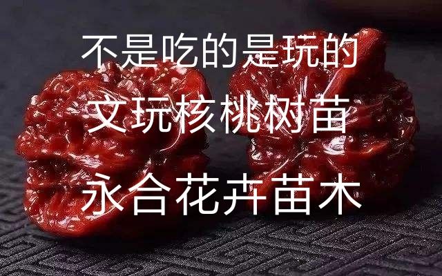 麻核桃树苗 文玩核桃树苗，不是吃，是玩的，基地直销，
现挖现发货，