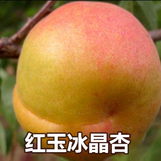 平邑县 红玉冰晶杏树苗嫁接苗保纯度包结果死苗补发个大果脆甜