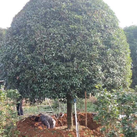 常州 桂花树