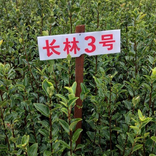 宜春长林系列油茶