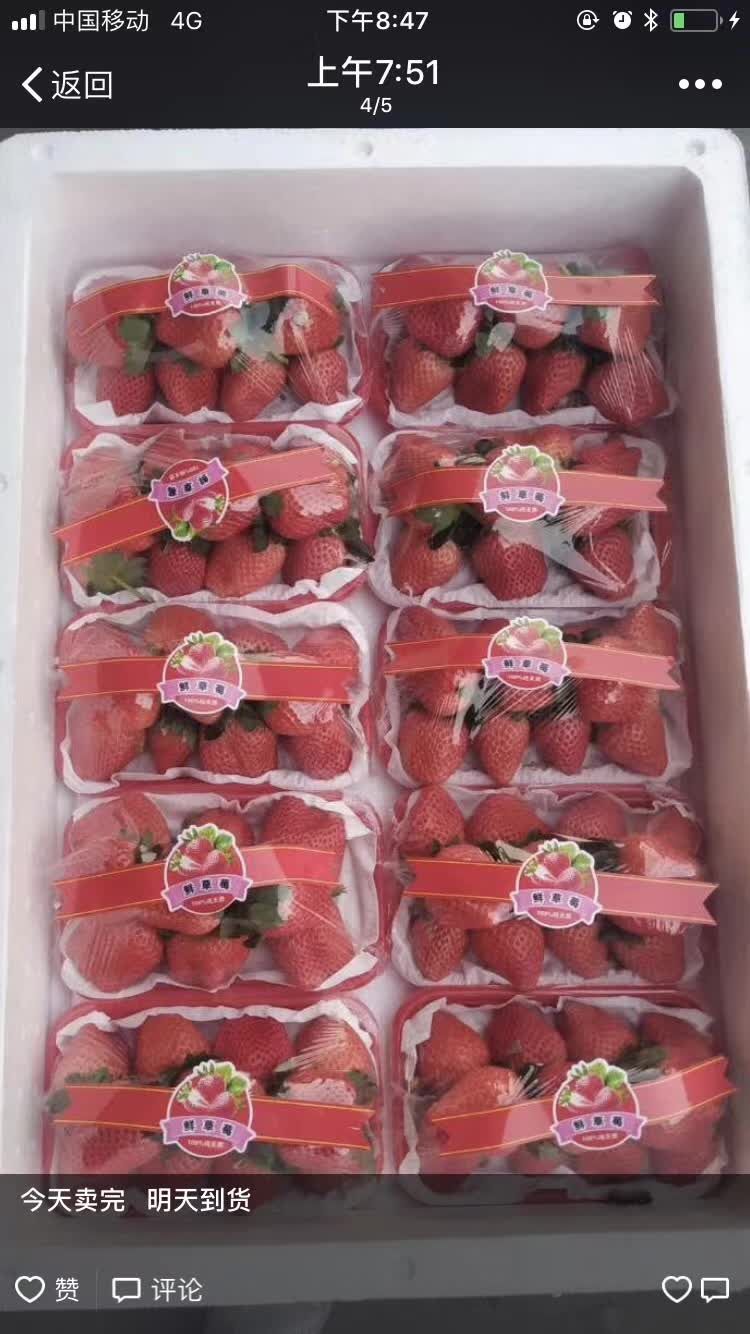  江苏邳州草莓上市啦