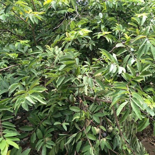 儋州市鲜泡椒 混装通货 中辣 靑色