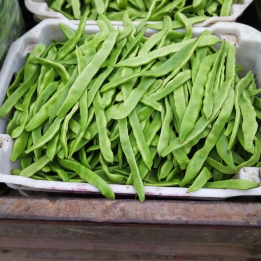晋州市 豆角