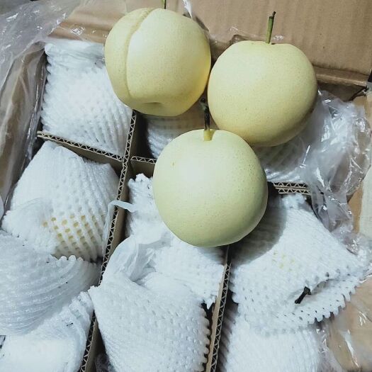 晋州市 河北优惠皇冠梨大量有货，需要的老板联系