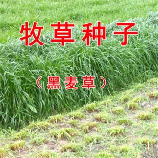 沭阳县黑麦草种子 四倍体黑麦草产量高耐寒