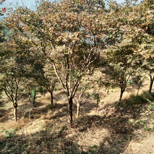 宁波中国红枫