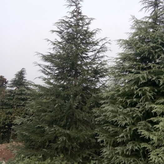 南京普通雪松