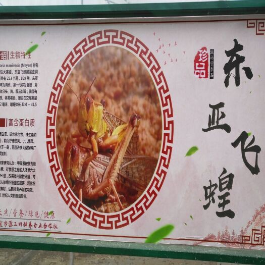 信宜市东亚飞蝗 飞蝗腾达