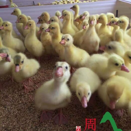 岑巩县 优良鹅苗