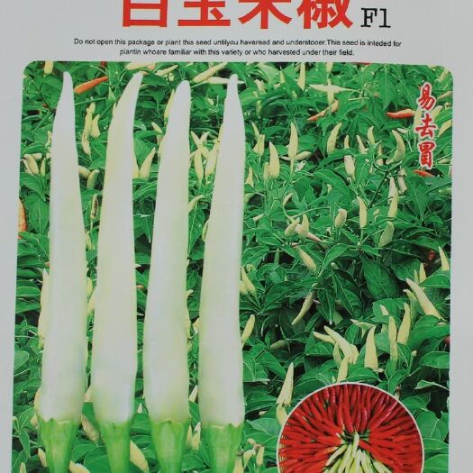 鸡泽县白玉米椒白米椒白朝天椒种子