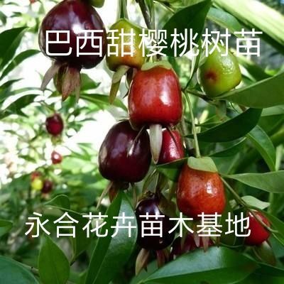 平邑县甜樱桃苗 巴西甜樱桃树苗，大黑玫瑰樱桃。特甜好吃，糖度高，口感好。